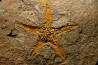 gros PROTOPALEASTER - Ordovicien El caid Rami , Maroc