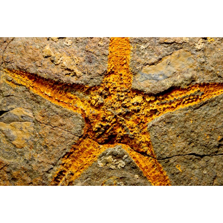PROTOPALEASTER SP.