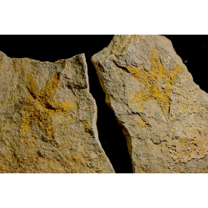 rare individu  à 6 bras: PROTOPALEASTER - Ordovicien -El caid Rami , Maroc