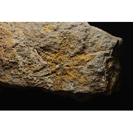 PROTOPALEASTER SP. rare - 6 arms