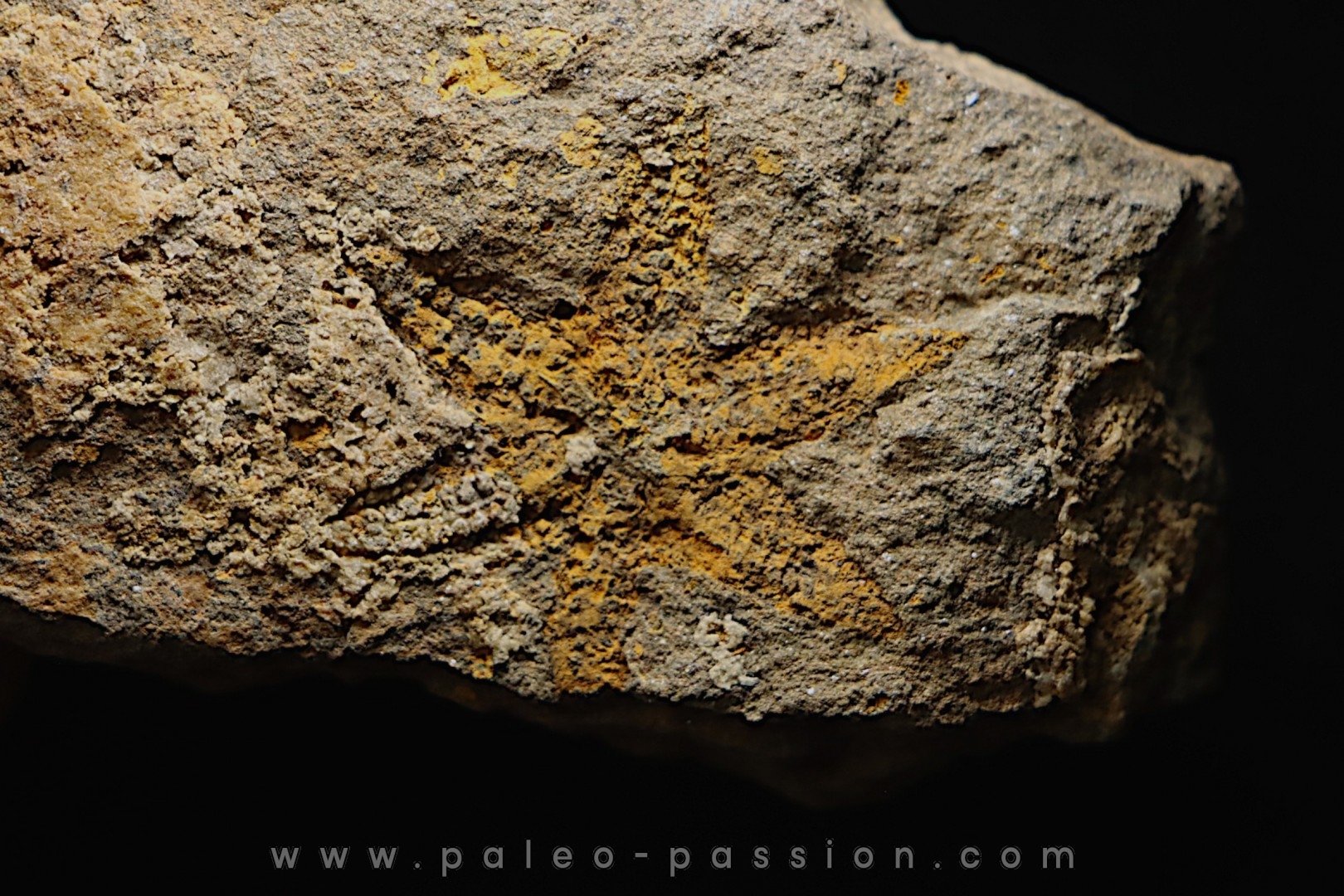 rare individu à 6 bras: PROTOPALEASTER - Ordovicien -El caid Rami , Maroc