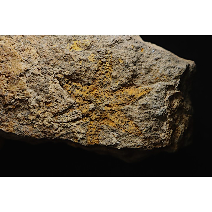 rare individu  à 6 bras: PROTOPALEASTER - Ordovicien -El caid Rami , Maroc
