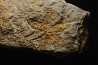 rare individu à 6 bras: PROTOPALEASTER - Ordovicien -El caid Rami , Maroc
