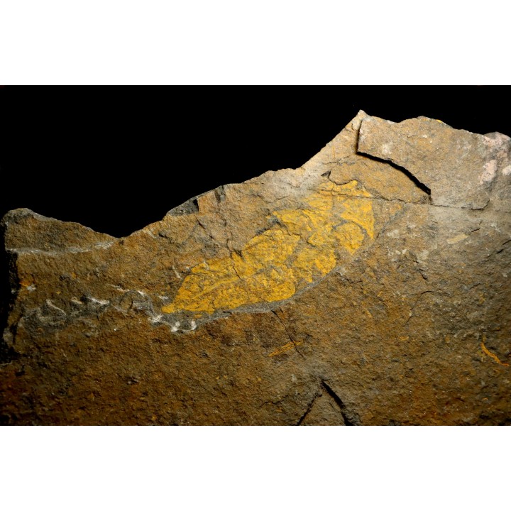 big size Plumulites bengstoni - Ordovician - El Kaid Erami, Morocco