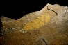 très gros vers primitif: Plumulites bengstoni - Ordovicien  El Caid Rami, Maroc