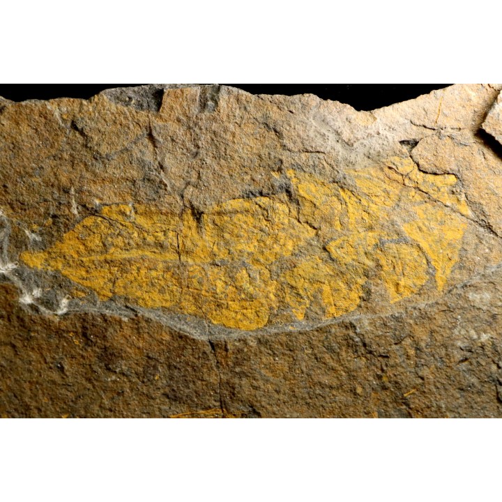 très gros vers primitif: Plumulites bengstoni - Ordovicien  El Caid Rami, Maroc