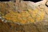 très gros vers primitif: Plumulites bengstoni - Ordovicien  El Caid Rami, Maroc
