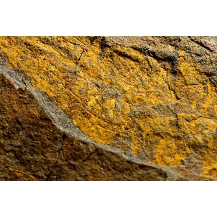big size Plumulites bengstoni - Ordovician - El Kaid Erami, Morocco