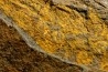 très gros vers primitif: Plumulites bengstoni - Ordovicien  El Caid Rami, Maroc