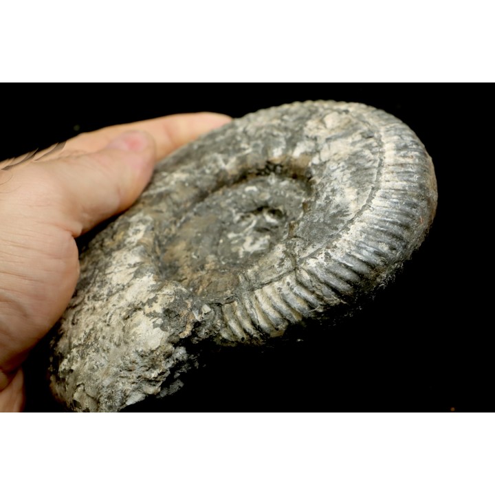 aulacostephanus volgensis - kimmeridgien - Boulonnais, France