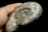 aulacostephanus volgensis - kimmeridgien - Boulonnais, France