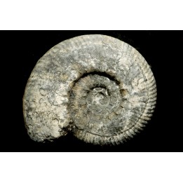 aulacostephanus volgensis - kimmeridgien - Boulonnais, France