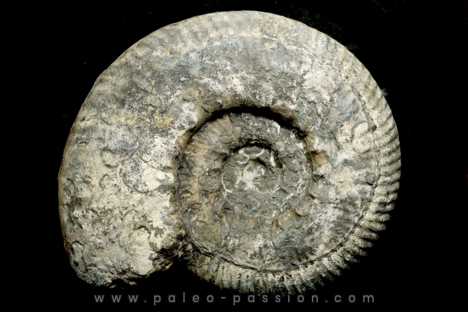 aulacostephanus volgensis - kimmeridgien - Boulonnais, France