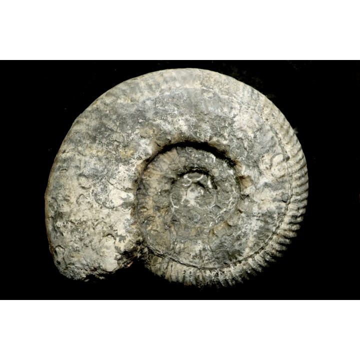 aulacostephanus volgensis - kimmeridgien - Boulonnais, France