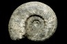 aulacostephanus volgensis - kimmeridgien - Boulonnais, France
