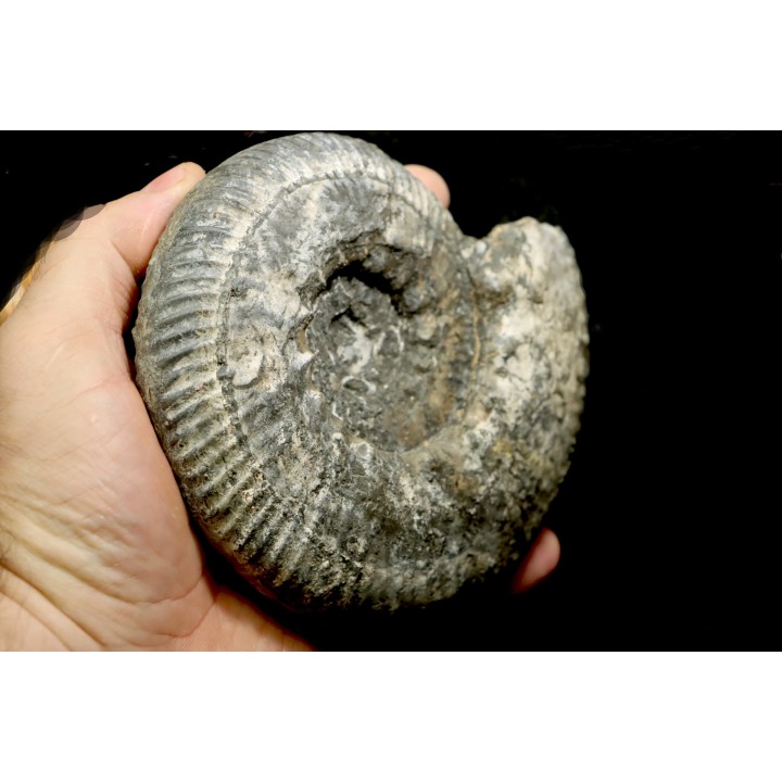 aulacostephanus volgensis - kimmeridgien - Boulonnais, France