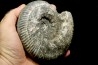 aulacostephanus volgensis - kimmeridgien - Boulonnais, France