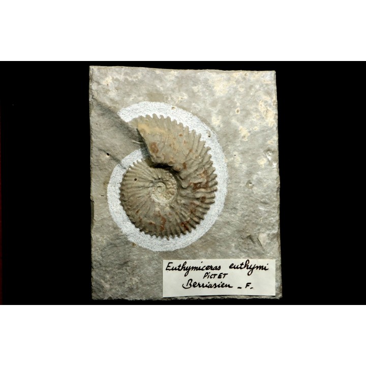 Euthymiceras euthymi - Berriasien - Gard - France