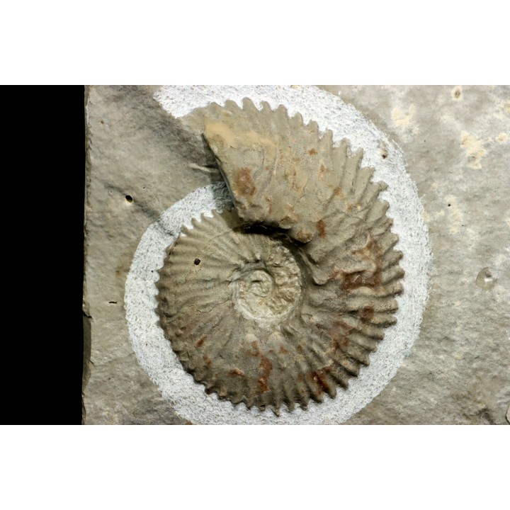 Euthymiceras euthymi - Berriasien - Gard - France