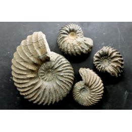 set of 4 Hoplites  - middle albian - courcelles quarry - near Troyes - Aube - France