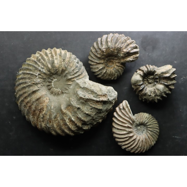 lot de 4 Hoplites  - albien moyen - ancienne carrière Courcelles - Aube - France
