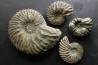 set of 4 Hoplites  - middle albian - courcelles quarry - near Troyes - Aube - France