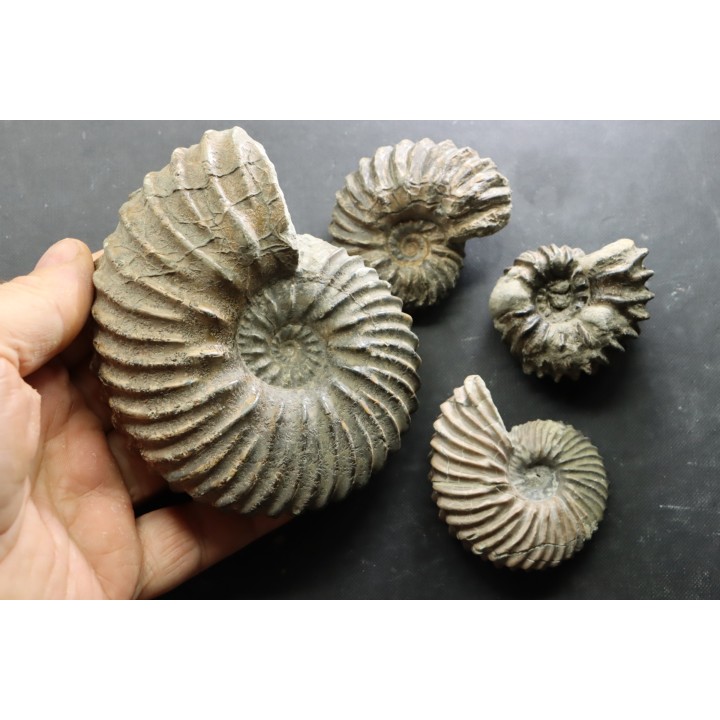 set of 4 Hoplites  - middle albian - courcelles quarry - near Troyes - Aube - France