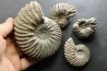set of 4 Hoplites  - middle albian - courcelles quarry - near Troyes - Aube - France