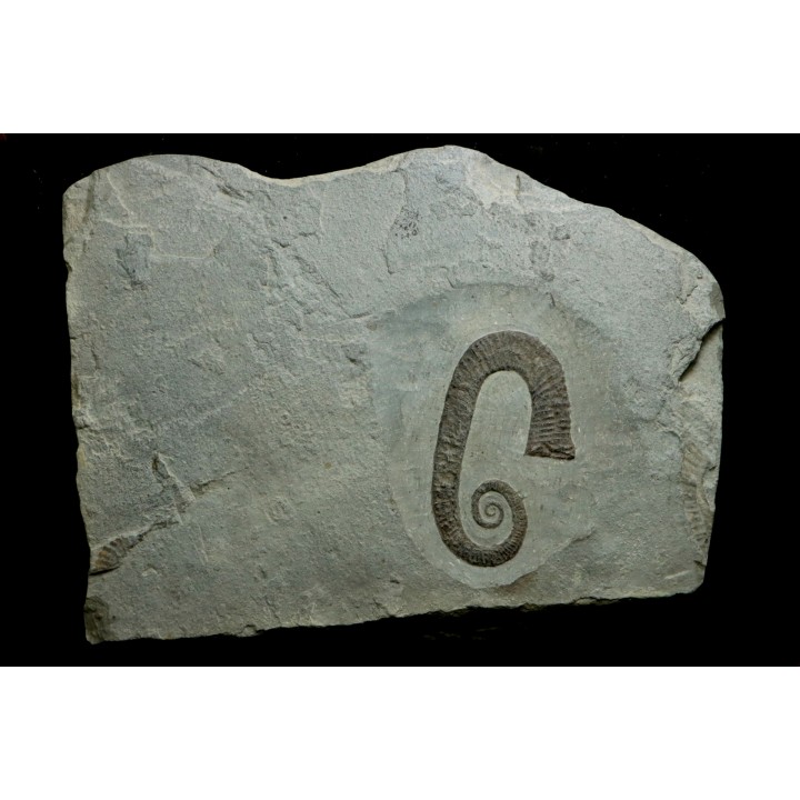 Hamites (Idiohamites) cf.  spiniger - Upper Albian - Hautes Alpes, France