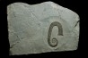 Hamites (Idiohamites) cf.  spiniger - Upper Albian - Hautes Alpes, France