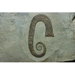 Hamites (Idiohamites) cf.  spiniger - Upper Albian - Hautes Alpes, France