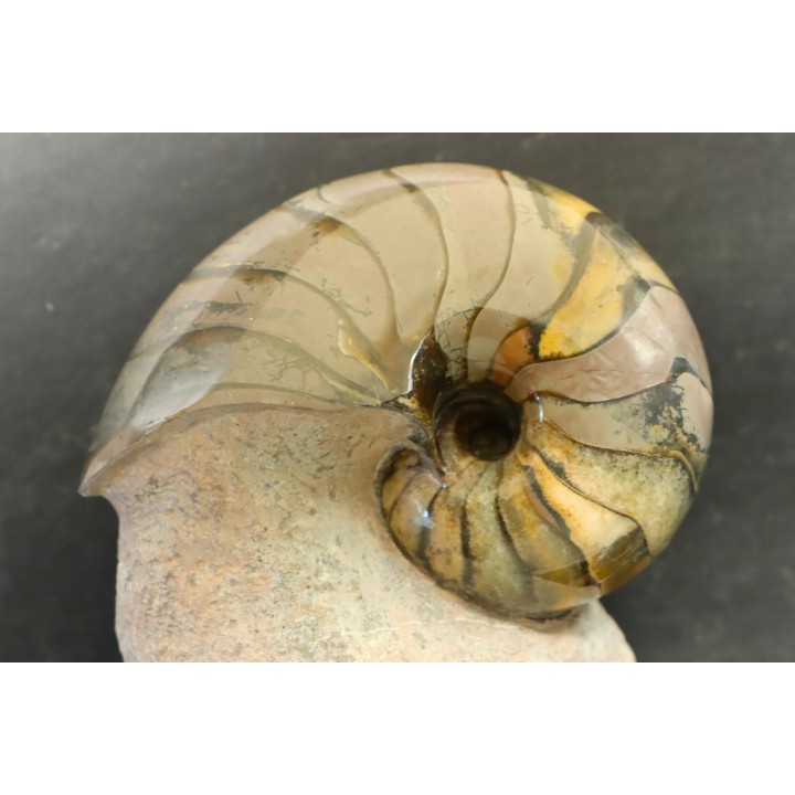 nautilus: Cenoceras annulare - pliensbachian - Fresney-le-Puceux – FRANCE