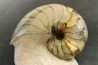 nautilus: Cenoceras annulare - pliensbachian - Fresney-le-Puceux – FRANCE