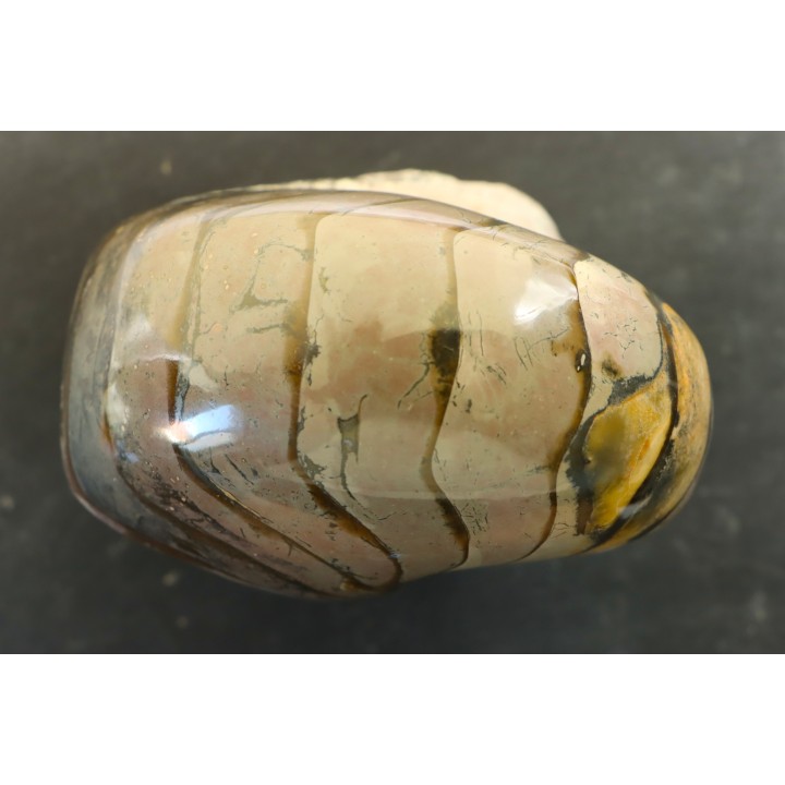 nautilus: Cenoceras annulare - pliensbachian - Fresney-le-Puceux – FRANCE