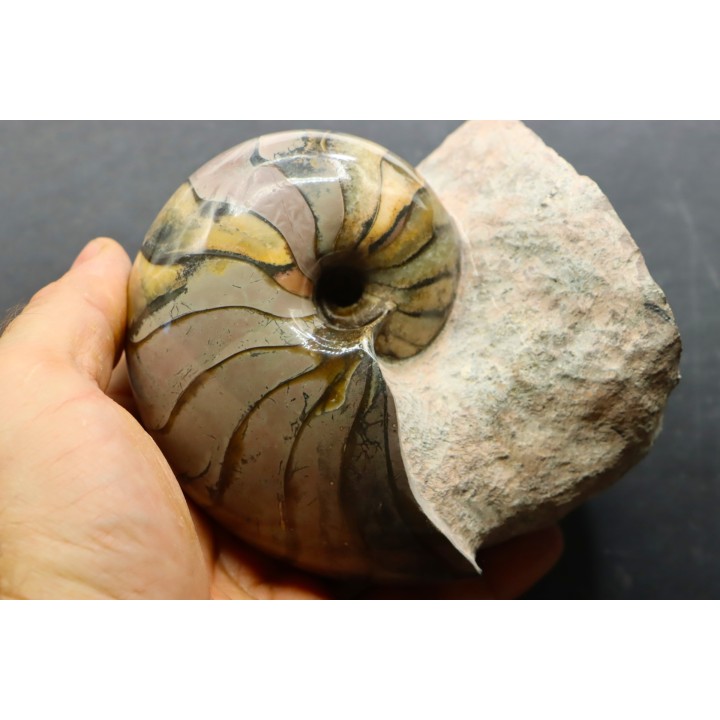 nautilus: Cenoceras annulare - pliensbachian - Fresney-le-Puceux – FRANCE