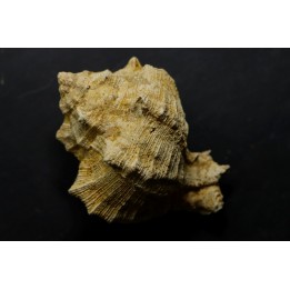 Chicoreus subasperimus  - serravalien - Salles, France