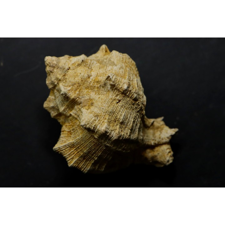 Chicoreus subasperimus  - serravalien - Salles, France