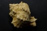 Chicoreus subasperimus  - serravalian - Salles, France