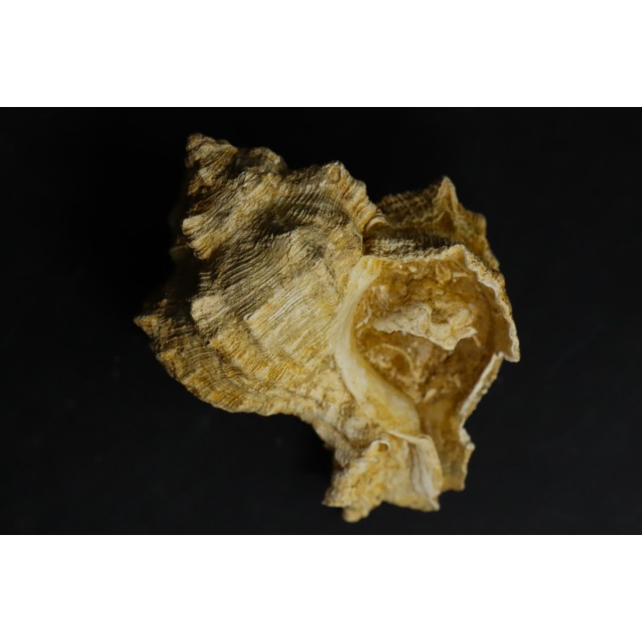 Chicoreus subasperimus  - serravalian - Salles, France