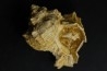 Chicoreus subasperimus  - serravalian - Salles, France