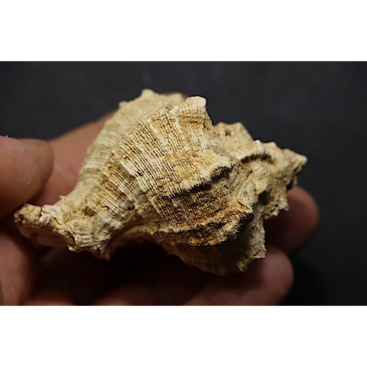 Chicoreus subasperimus  - serravalian - Salles, France