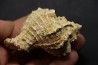 Chicoreus subasperimus  - serravalian - Salles, France
