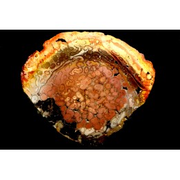 fossil tree fern - tietea singularus - Permian
