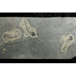 branchiosaure (protriton) petrolei