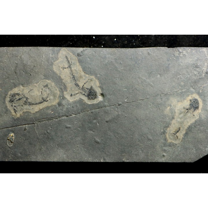 branchiosaure (protriton) petrolei