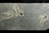 branchiosaure (protriton) petrolei
