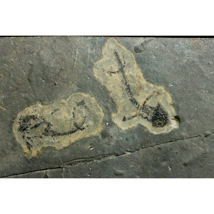 branchiosaure (protriton) petrolei