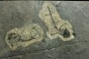 branchiosaure (protriton) petrolei