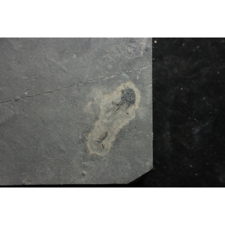 branchiosaure (protriton) petrolei