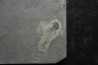 branchiosaure (protriton) petrolei